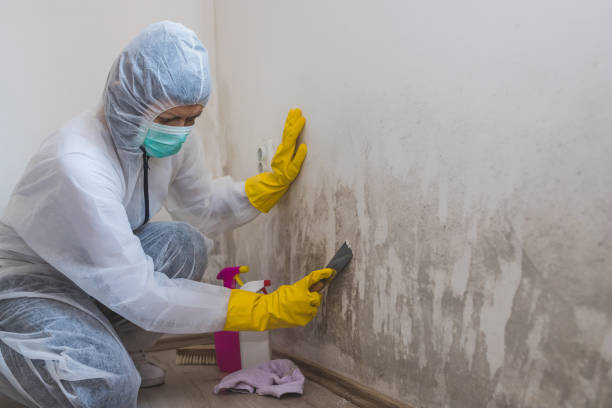 Best Commercial Mold Removal  in Marriott Slaterville, UT