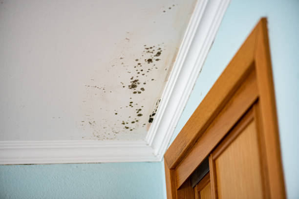 Best Toxic Mold Removal  in Marriott Slaterville, UT