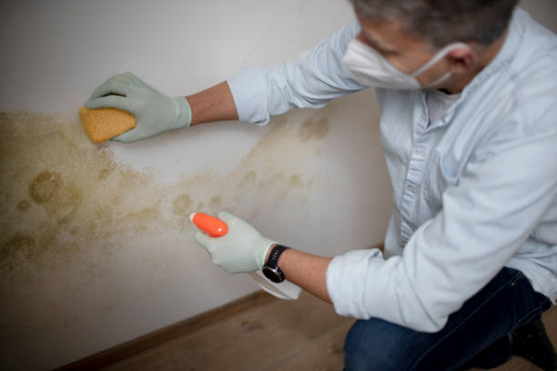 Best Mold Cleaning Services  in Marriott Slaterville, UT