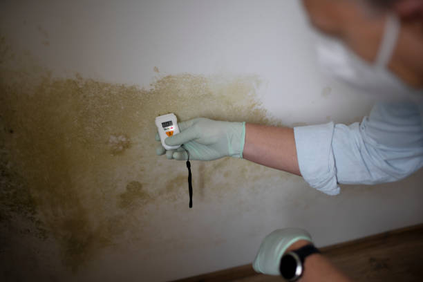 Best Mold Removal Specialists  in Marriott Slaterville, UT
