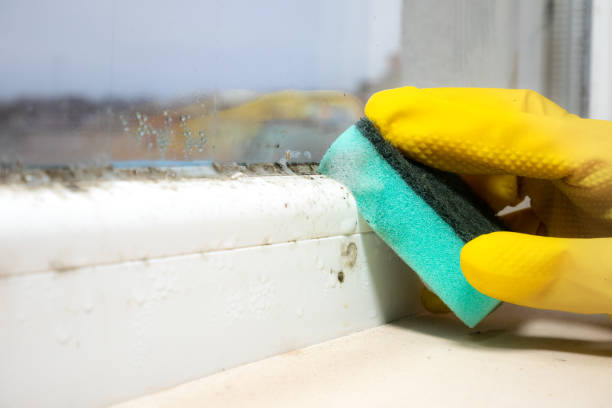 Best Attic Mold Removal  in Marriott Slaterville, UT