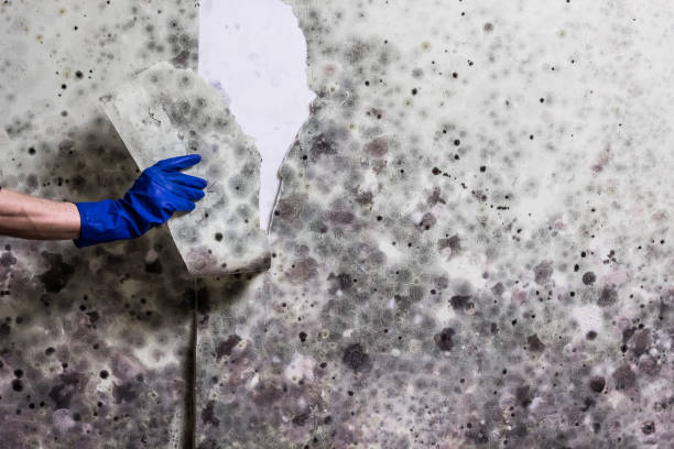 Best Emergency Mold Removal  in Marriott Slaterville, UT