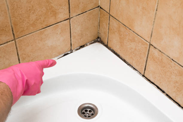 Best Home Mold Removal  in Marriott Slaterville, UT