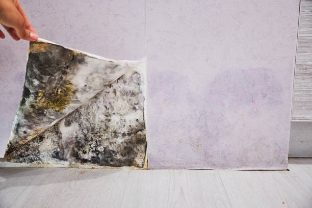 Best Best Mold Removal Companies  in Marriott Slaterville, UT